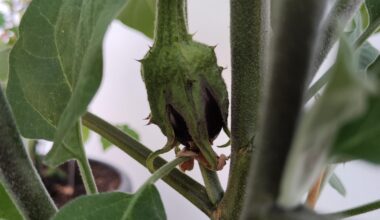 Meine erste Melanzani/Aubergine kommt endlich!