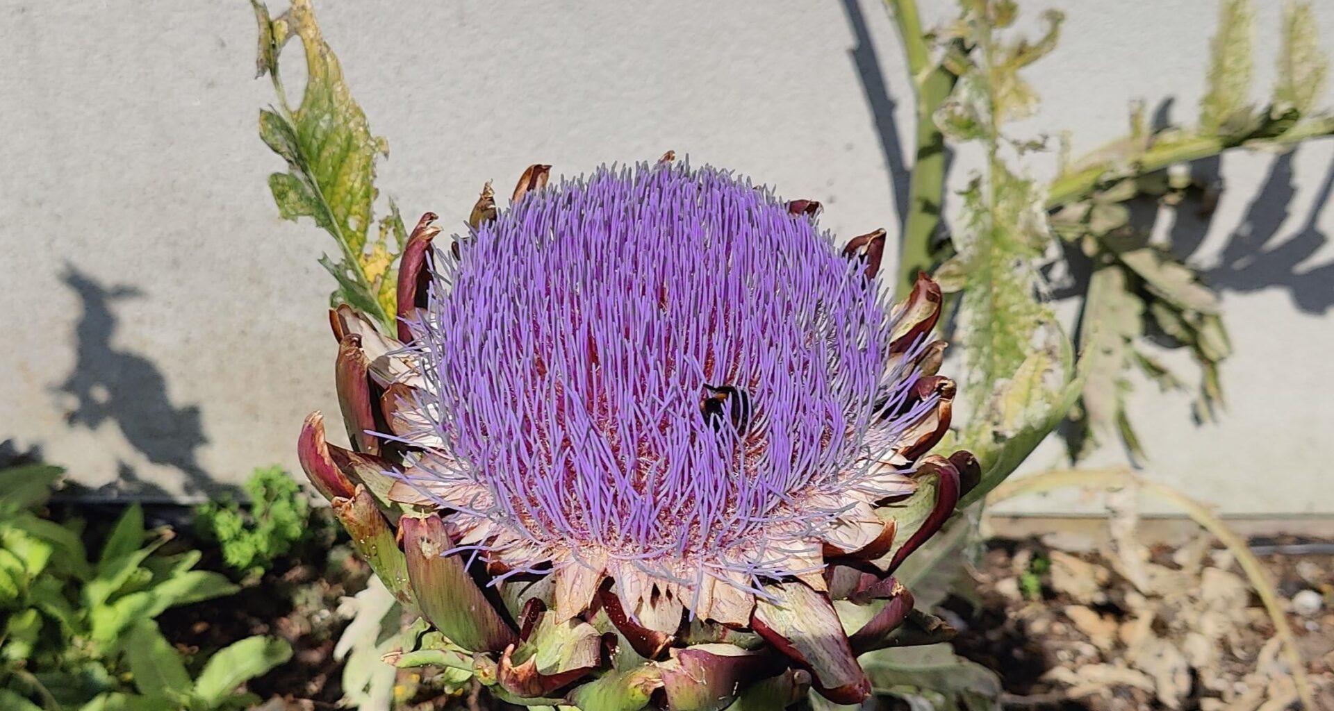 My Artichoke has gone to seed, Pretty and the bees love it.