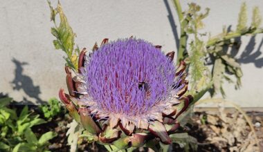 My Artichoke has gone to seed, Pretty and the bees love it.