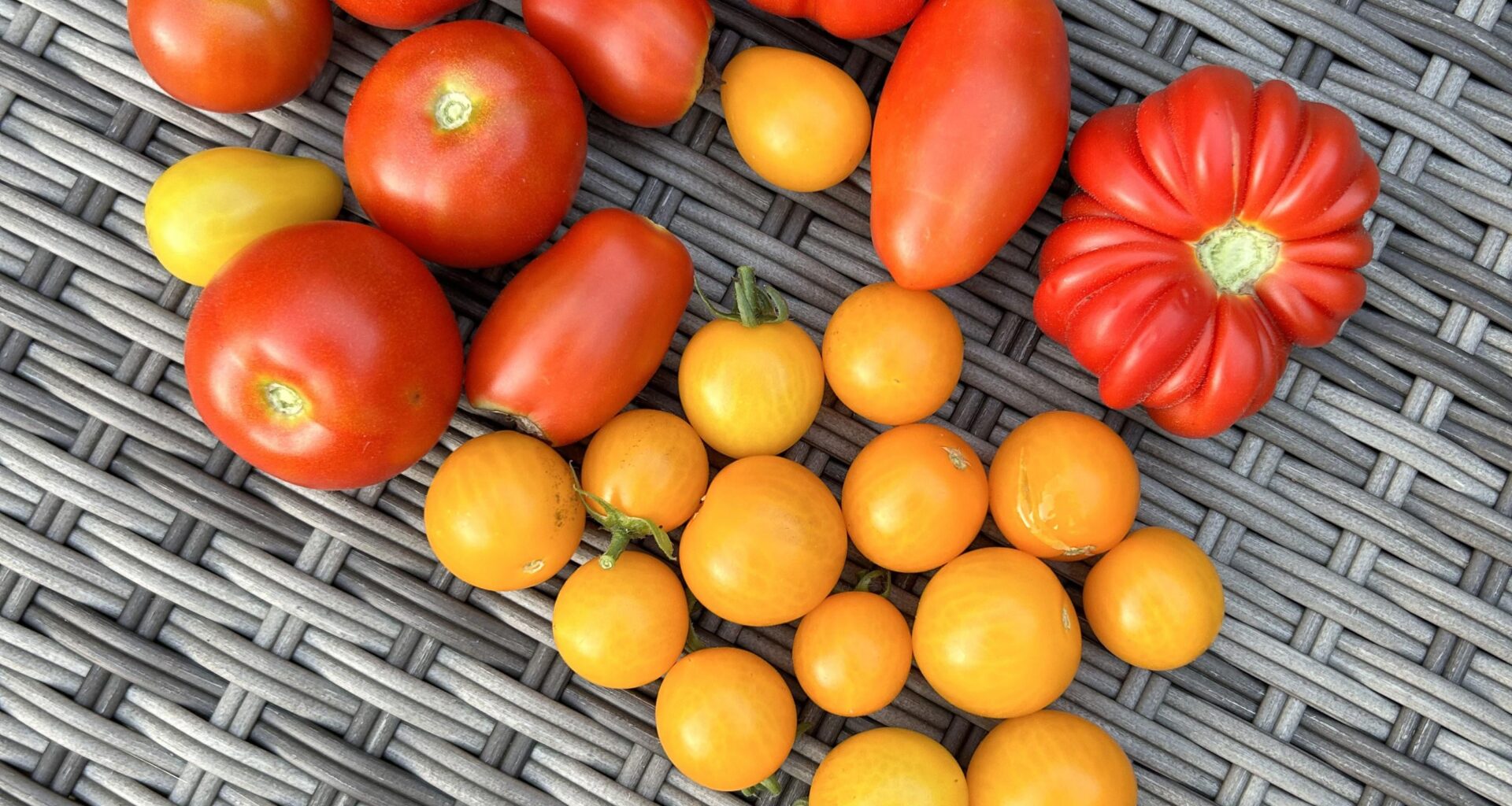 Tomatenernte beginnt