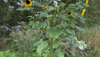 11 geöffnete Blüten an einer Sonnenblume - wer bietet mehr 😃?