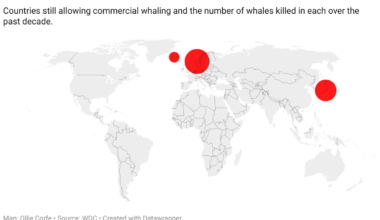 Can we ban Norway and Iceland until they stop killing cute whales?