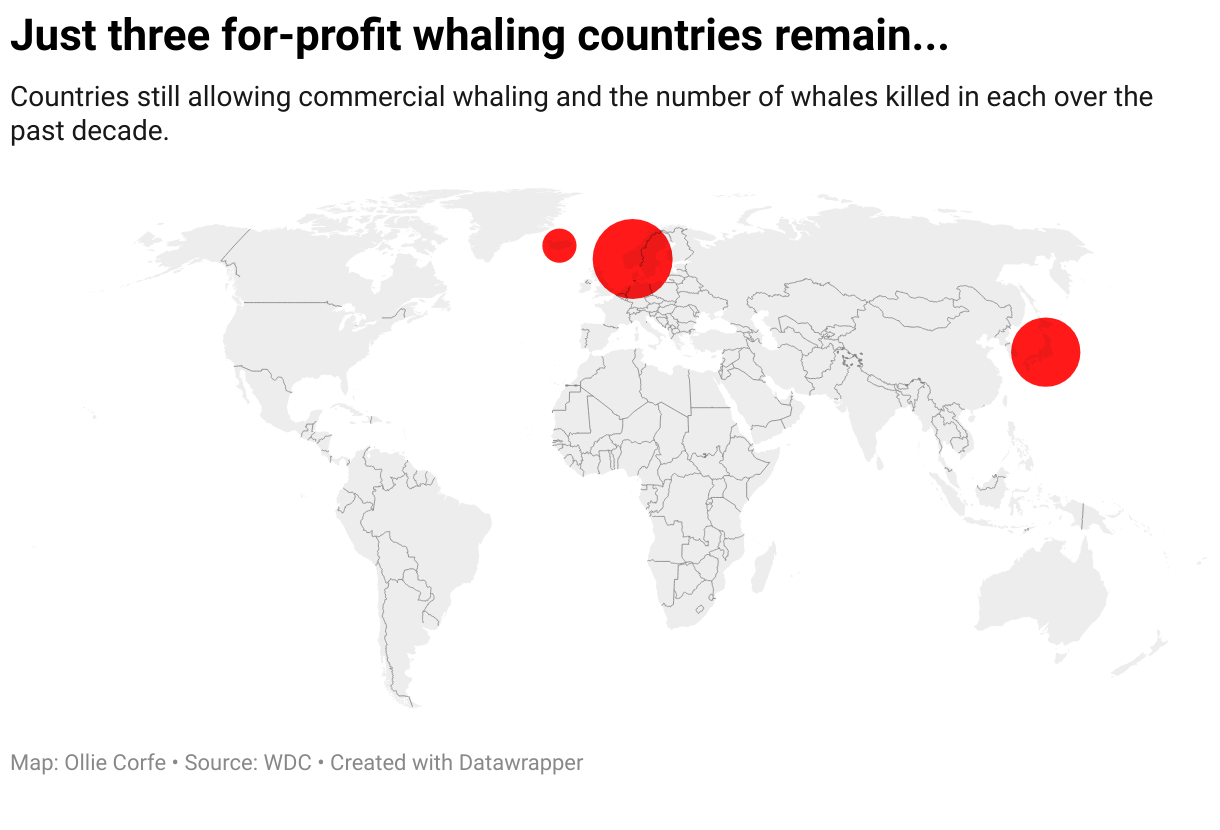 Can we ban Norway and Iceland until they stop killing cute whales?