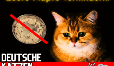 ich🙀iel