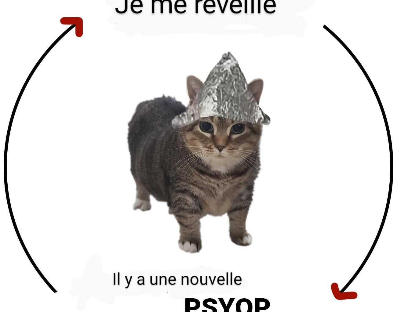 Je n'ai que de la pitié pour vos chats