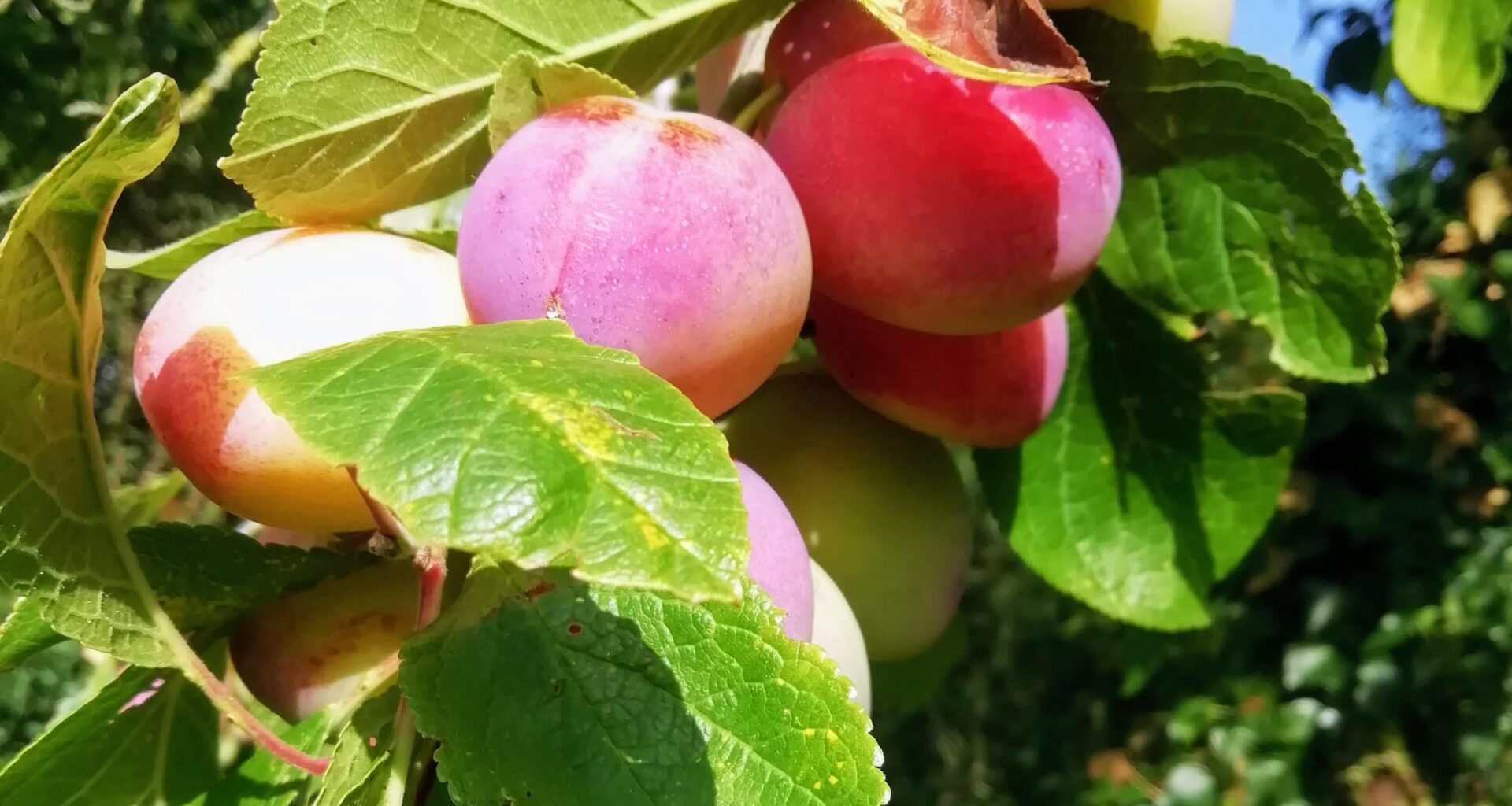 Rate my plums