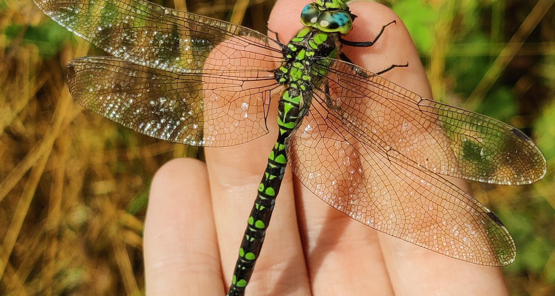 It's peak dragonfly season in the UK right now, this one sat on my hand this morning to steal some warms