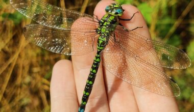 It's peak dragonfly season in the UK right now, this one sat on my hand this morning to steal some warms