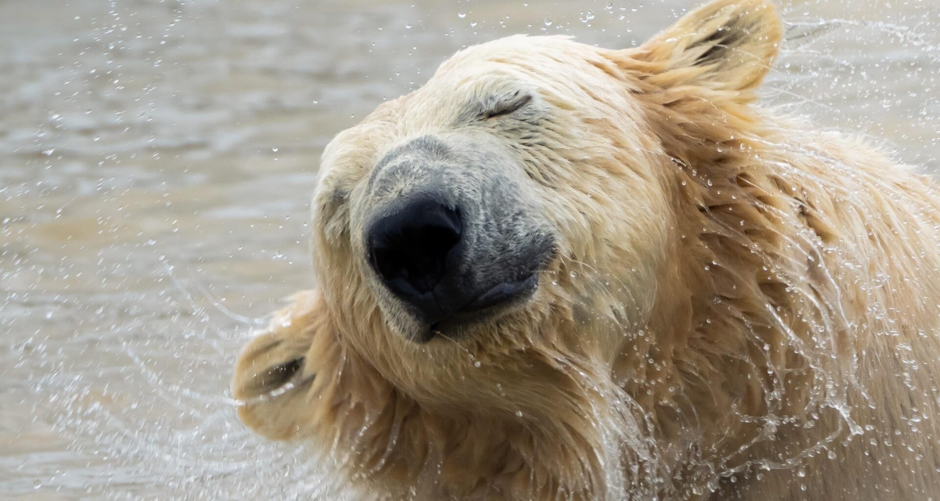 Saw a Polar Bear in real life for the first time yesterday. In Leek. (Peak Wildlife Park)