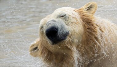 Saw a Polar Bear in real life for the first time yesterday. In Leek. (Peak Wildlife Park)