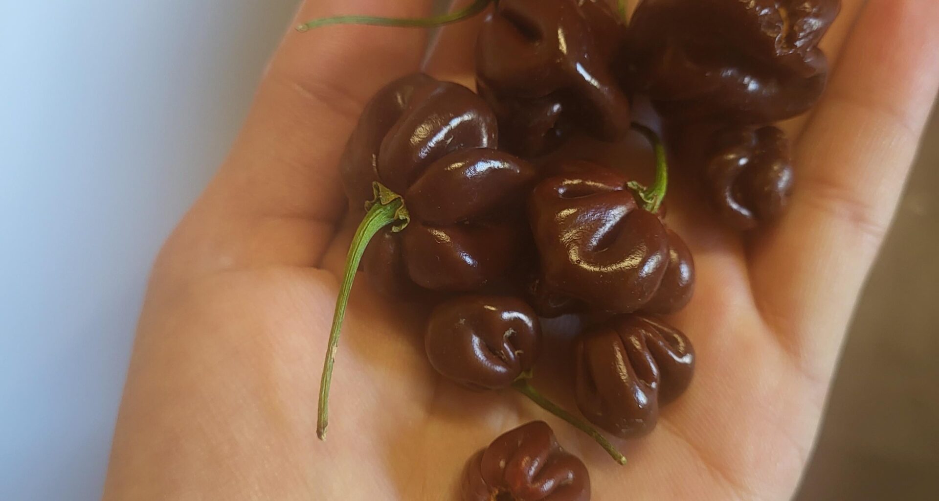 Chocolate Habaneros