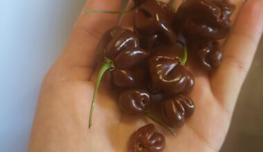 Chocolate Habaneros