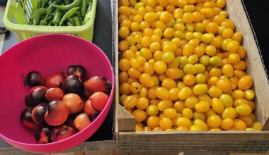 Jetzt hab ich den (Tomaten) Salat