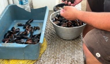 Les commerçants roumains demandent l'autorisation d'élever des moules