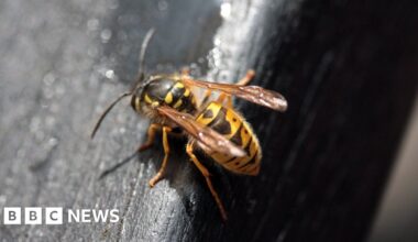 Wasp exterminator wonders "where have all the wasps gone"?