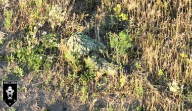 An FPV drone operator from the 1st Assault Battalion of the 92nd Separate Assault Brigade has spotted a camouflaged Russian sniper in a team of two. The pilot accurately finds the target and drops two rounds of ammunition, ripping the sniper's legs to pieces and completely neutralizing him.