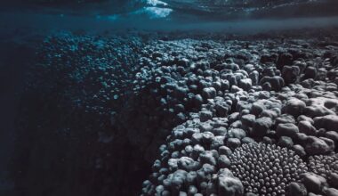 La perte d'oxygène dans l'eau de la Terre s'accélère: vers un nouveau point de basculement ?