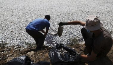 Grèce : des milliers de poissons morts se déversent près du port de Vólos