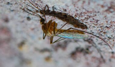 Premiers cas de virus du Nil occidental en France : ce que l’on sait de cette maladie transmise par les moustiques