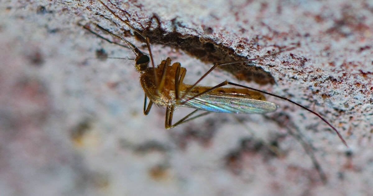 Premiers cas de virus du Nil occidental en France : ce que l’on sait de cette maladie transmise par les moustiques