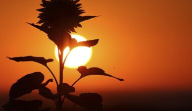 La sécheresse dévaste les champs de maïs et de tournesol en Roumanie