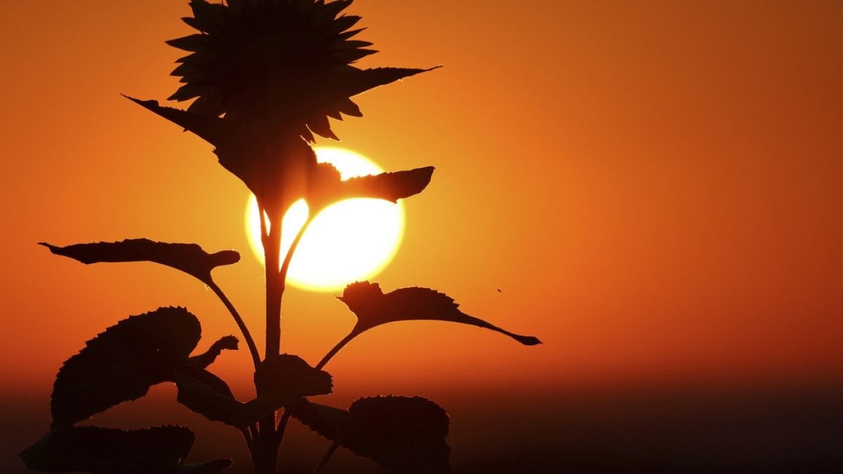 La sécheresse dévaste les champs de maïs et de tournesol en Roumanie