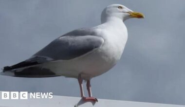 Are Seagulls and this food truck working together with some kind of racket?