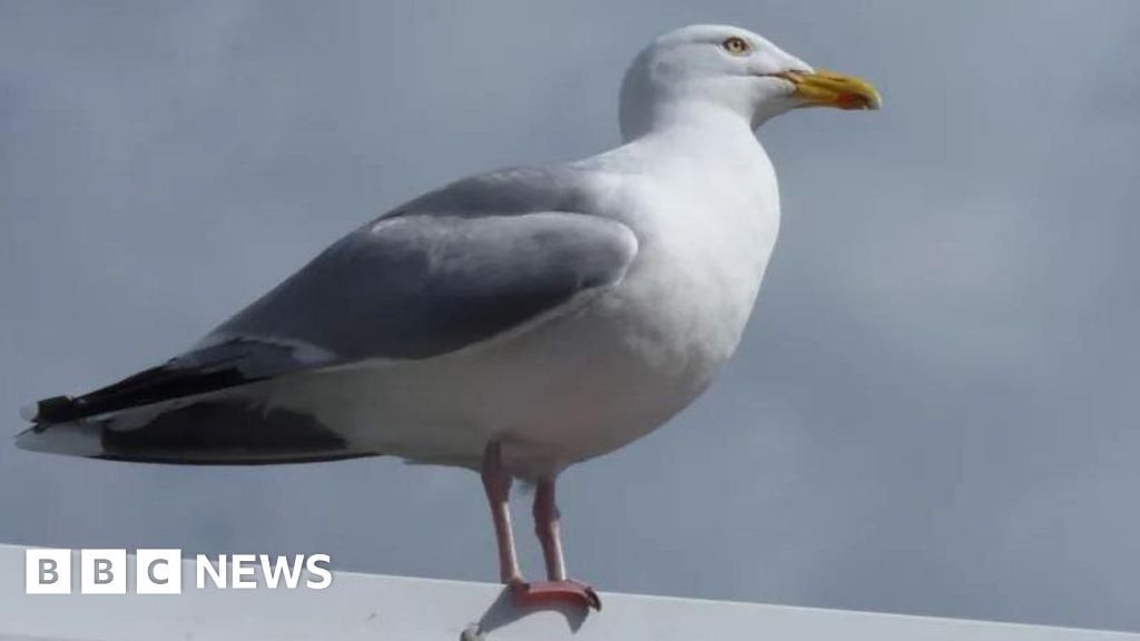 Are Seagulls and this food truck working together with some kind of racket?