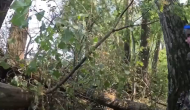 Ukrainian Soldiers engaging Russian forces from a tree line near Korenevo [August 28th, 2024]