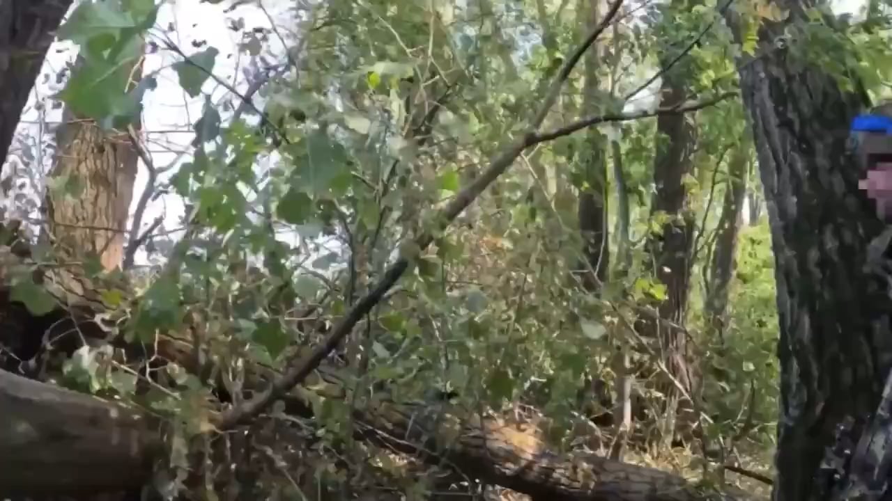 Ukrainian Soldiers engaging Russian forces from a tree line near Korenevo [August 28th, 2024]