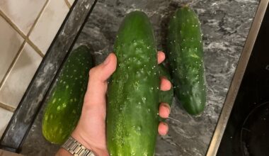 Wie soll man diese Biester einlegen?🥒