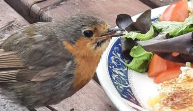 Cheek of wildlife these days! I'm trying to enjoy my toastie and this fella helps himself!