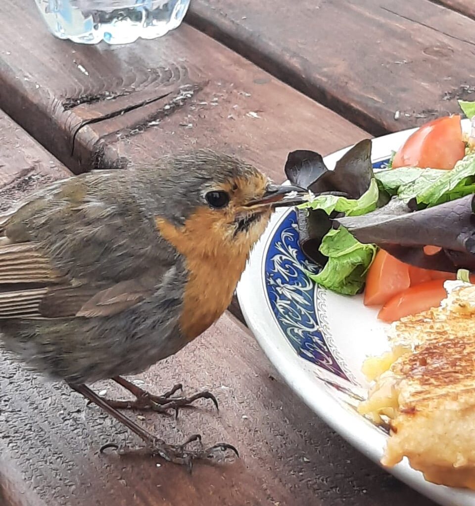 Cheek of wildlife these days! I'm trying to enjoy my toastie and this fella helps himself!