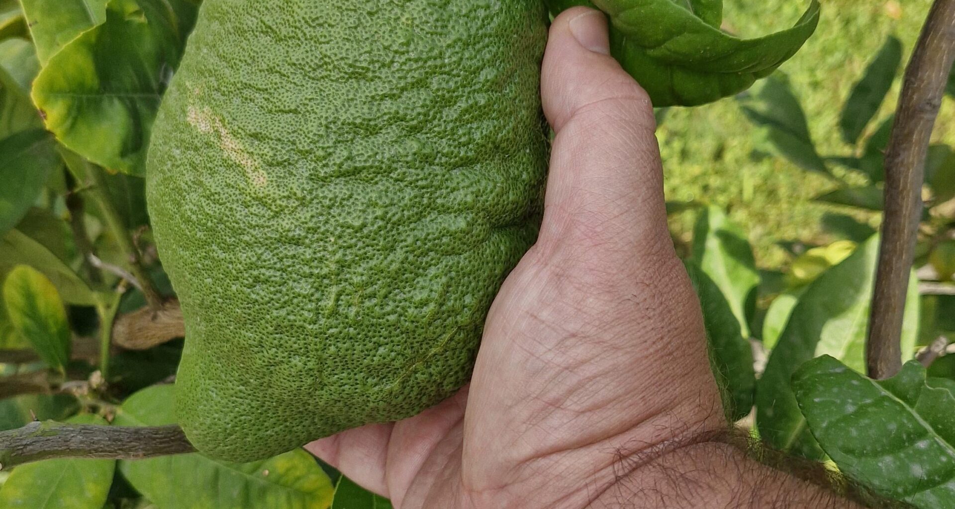 Im Urlaub in Italien entdeckt. Was ist das bitte für ein Ungetüm?