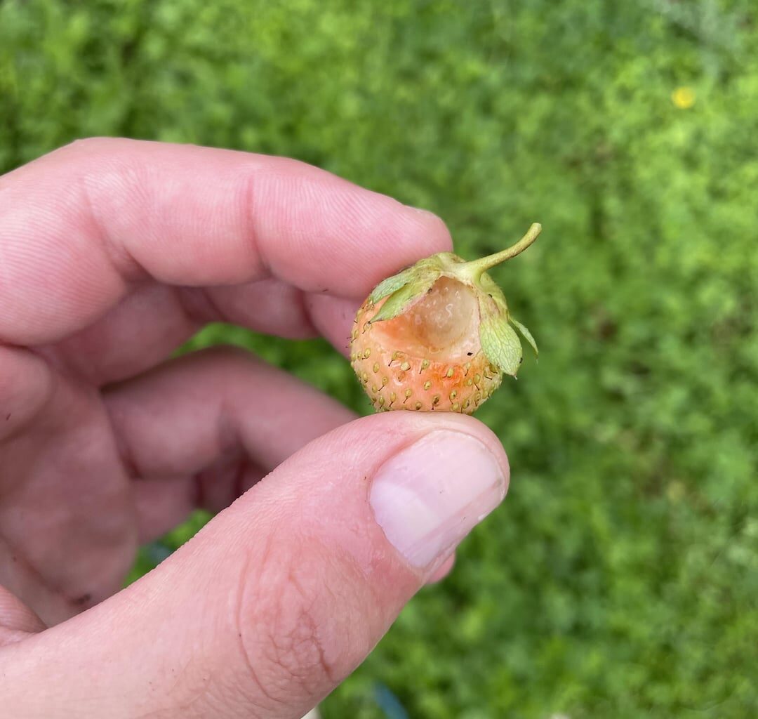 Was frisst alle meine Erdbeeren? 🥲😭