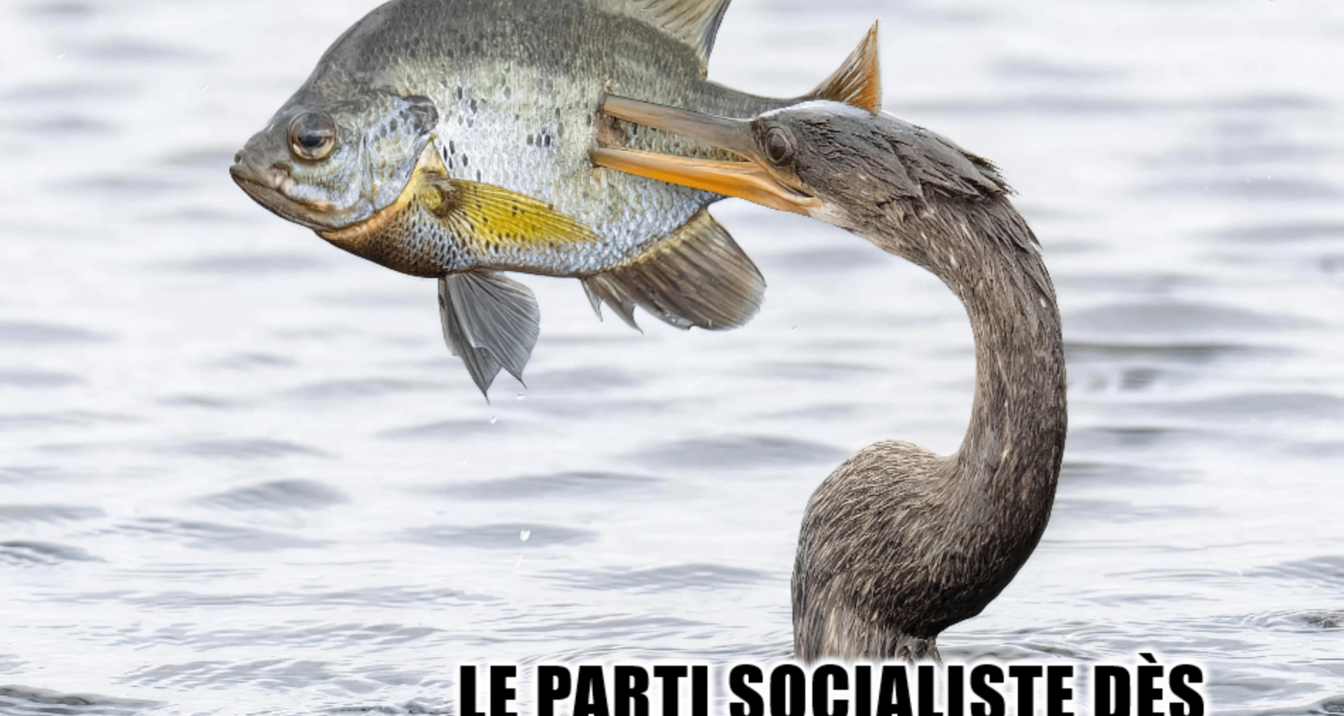 Comment ? Qu'entends-je ? Le PS ne soutient pas la procédure de destitution du président initiée par LFI ? (J'ai pris ça, mais il y aura bien une autre occasion avant la fin de la semaine...)