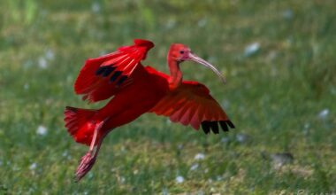 A few shots I got of a Scarlet Ibis which recently showed up at Stodmarsh nature reserve in Kent. Last 2 pics have Greylag geese for scale.