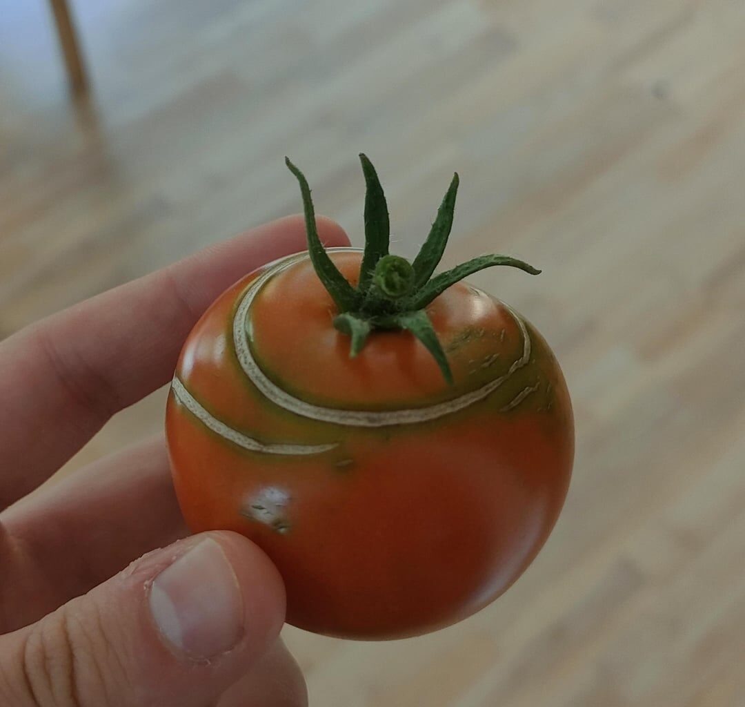 Was macht meine Tomate da?