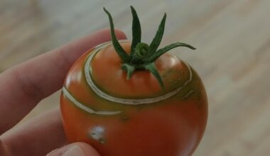 Was macht meine Tomate da?