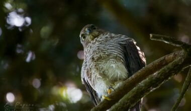 A young Sparrow hawk I saw today.