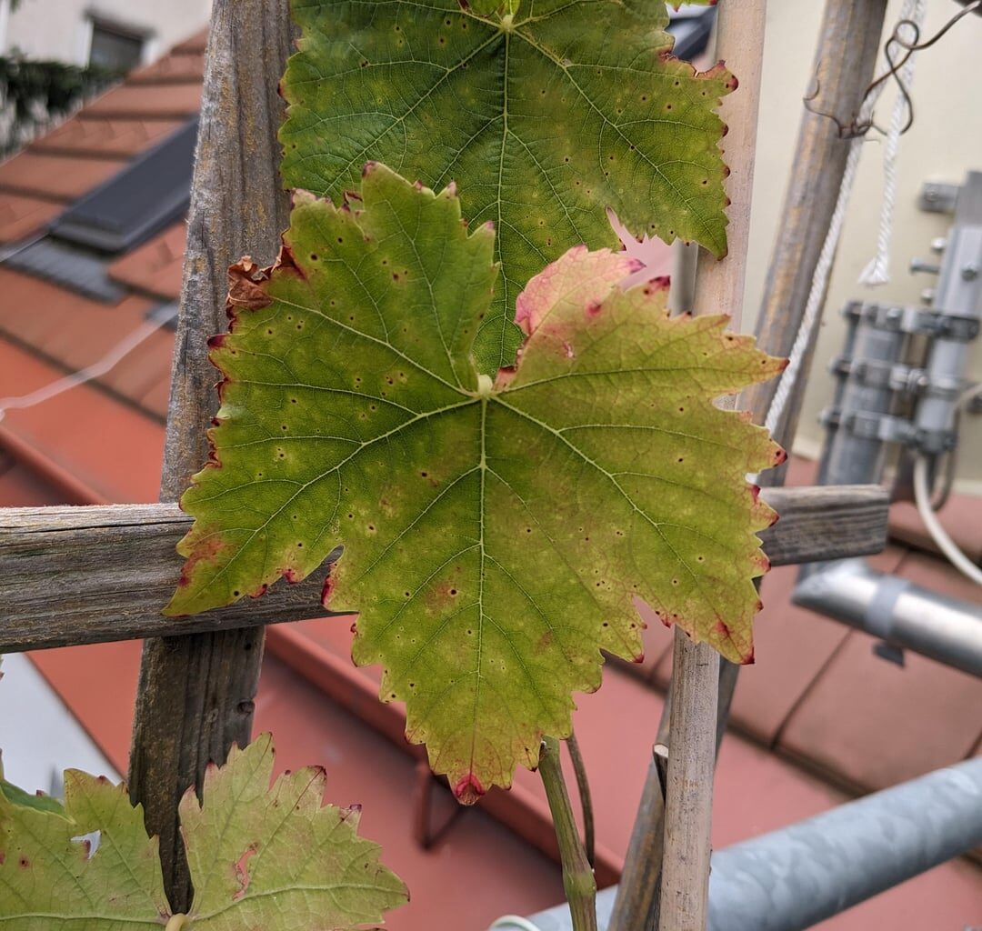 Wein mit verfärbten & rot gepunkteten Blättern