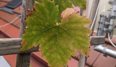 Wein mit verfärbten & rot gepunkteten Blättern