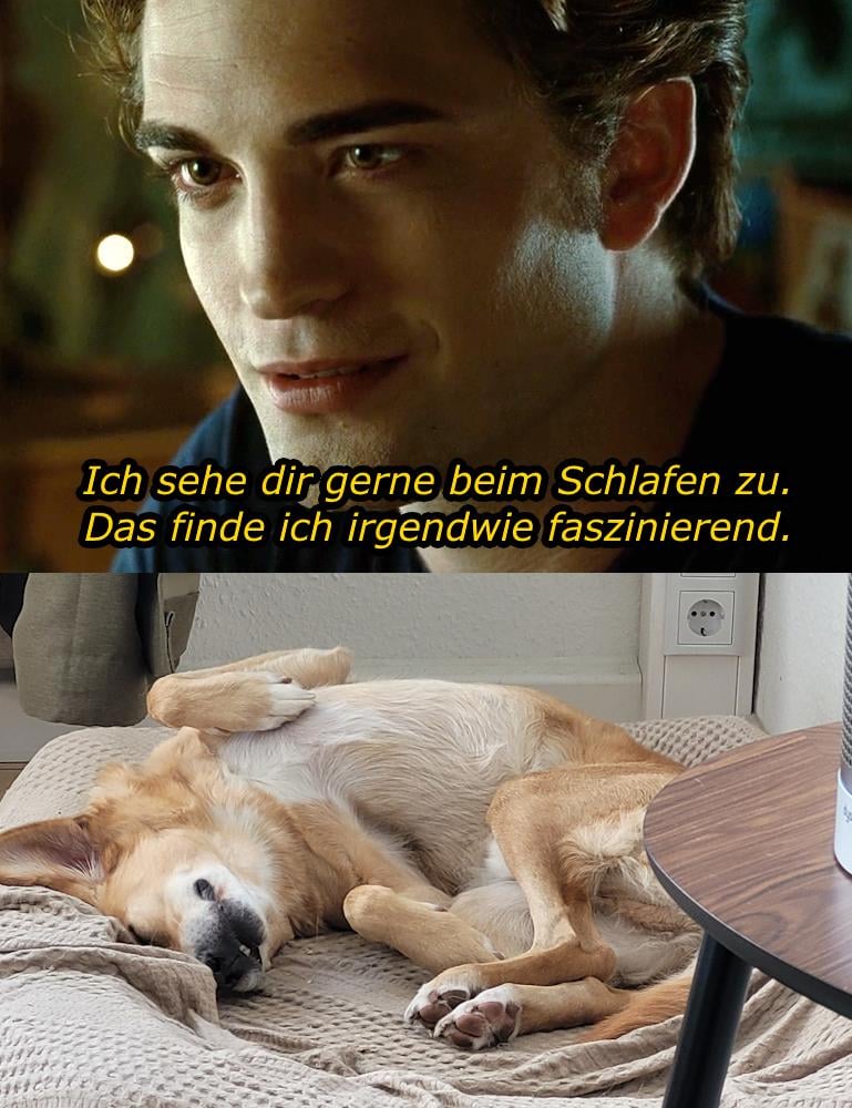 ich🐕iel