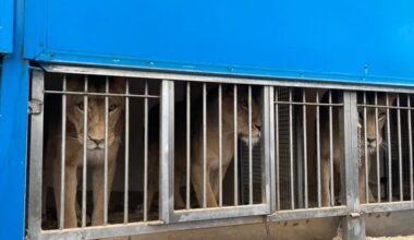 Le zoo-refuge La Tanière, à Nogent-le-Phaye, accueille trois tigresses et trois lionnes saisies dans un cirque