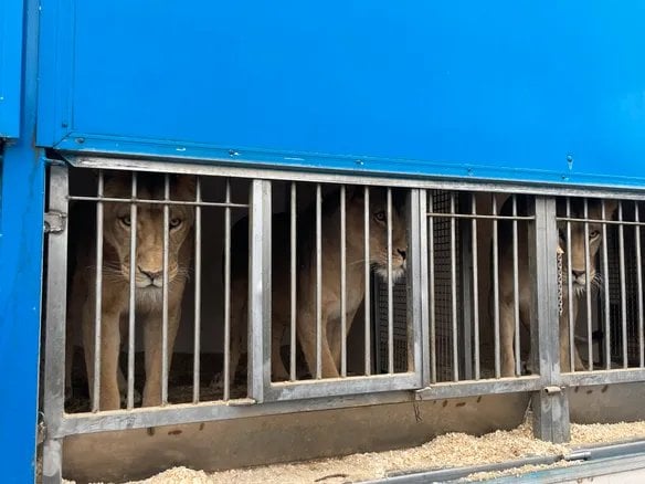 Le zoo-refuge La Tanière, à Nogent-le-Phaye, accueille trois tigresses et trois lionnes saisies dans un cirque