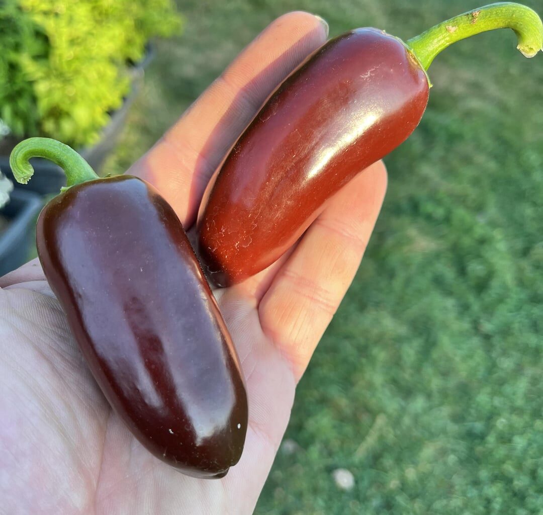 Jalapeno Brown