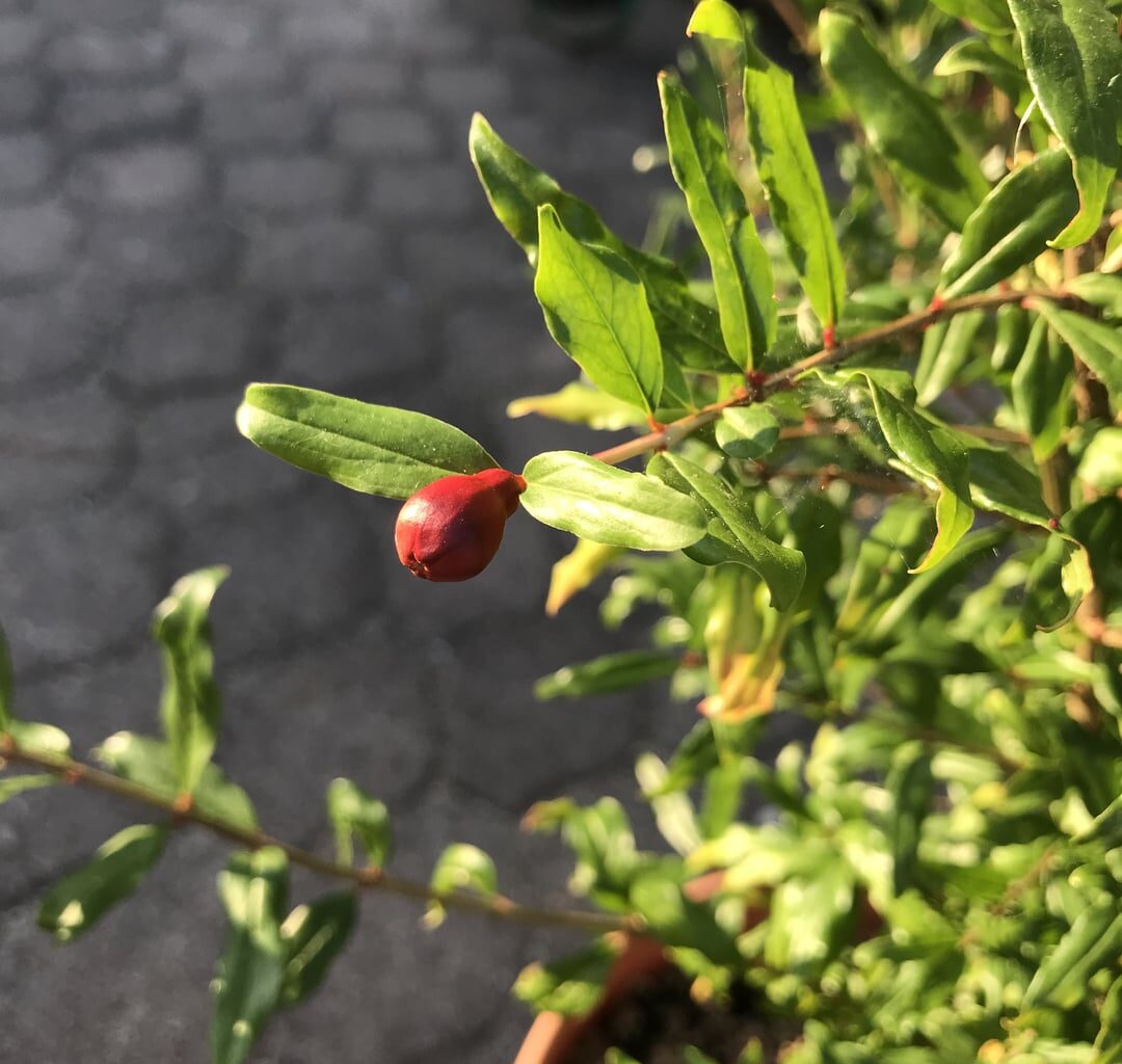 2 jähriger Granatapfelsämling steht kurz vor der Blüte!