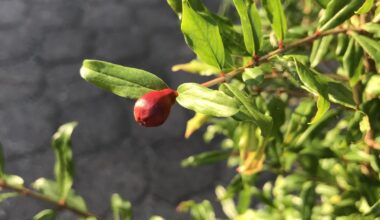 2 jähriger Granatapfelsämling steht kurz vor der Blüte!