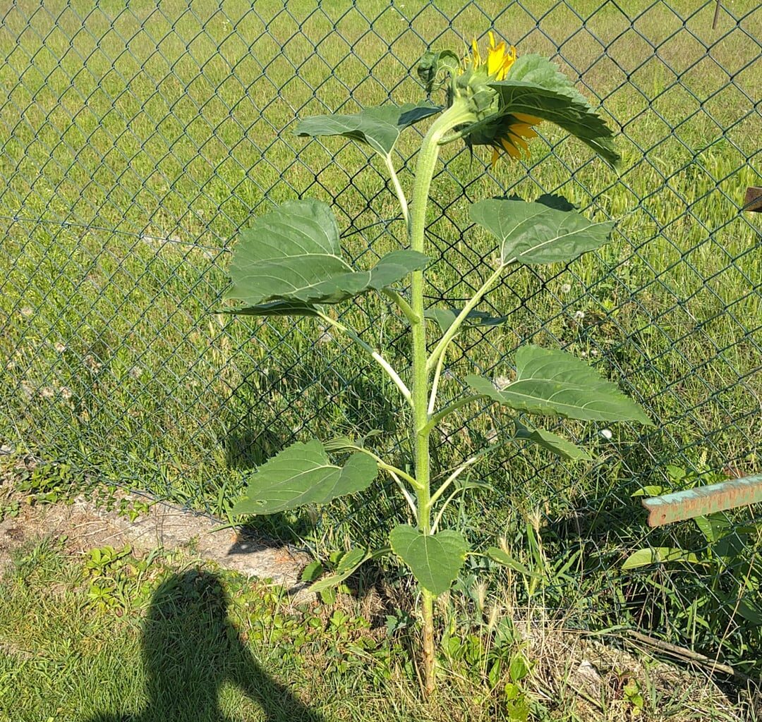 Meine Sonnenblume ist defekt