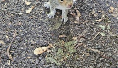 Can anybody explain why this baby squirrel ran upto me today?